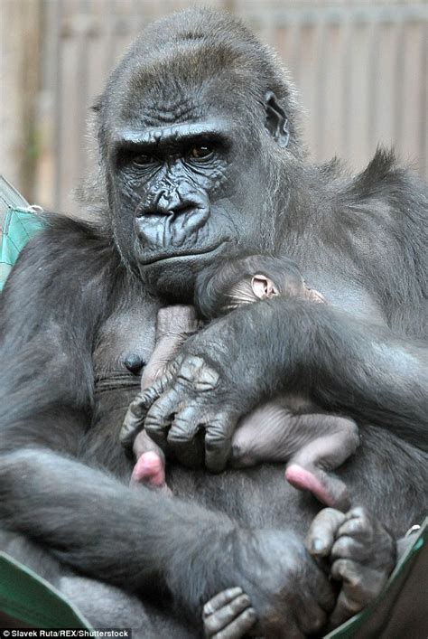 Prague Zoo Welcomes The Latest Adorable Baby Gorilla Born In The Czech