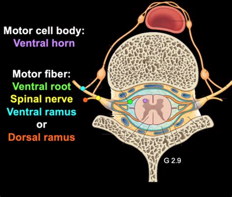 Intro To Nervous System Flashcards Quizlet