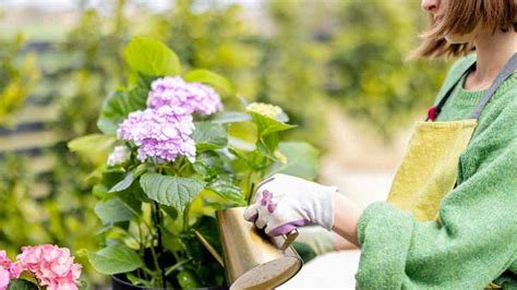 Comment Booster La Croissance Des Hortensias Voici Le Fertilisant Magique