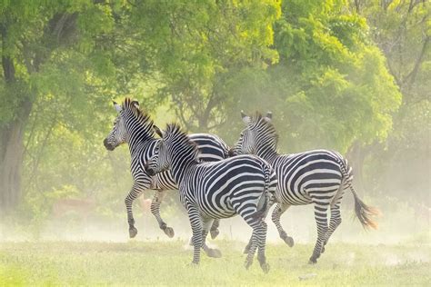 Tanzania & Zanzibar Wildlife Tours & Safaris - Tent With A View