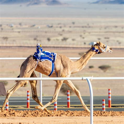 camel racing - Globe Trottin' Kids