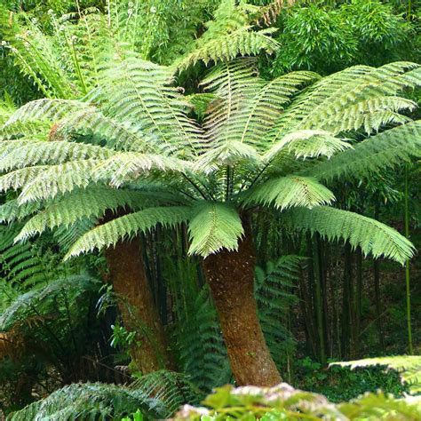 How To Protect A Tree Fern In Winter The Primrose Garden Club