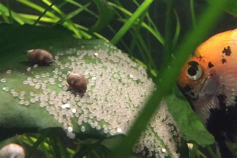 Angelfish Eggs Growth Stages: A Day-By-Day Progress Guide – Pet Fish Online