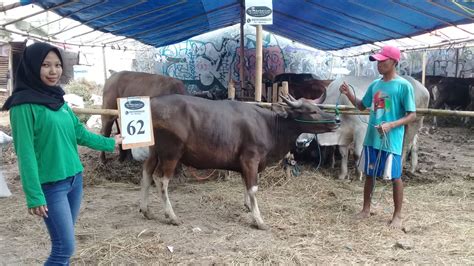 Sapi Qurban Kandang R No Sapi Goqurban Jual Kambing