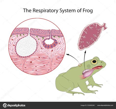 Labeled Respiratory System Of A Frog