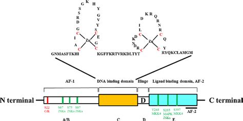 Schematic Representation Of The Functional Domains Of Retinoid X