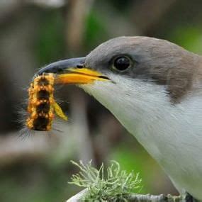 Where Are The Yellow Billed Cuckoos Cuckoo Tent Caterpillars Birds