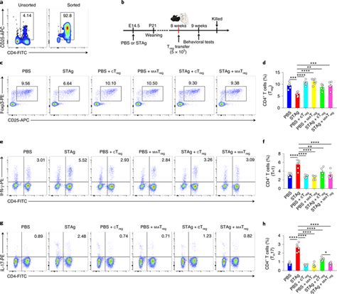 Adoptive Transfer Of Treg Cells Restores Cd4⁺ T Cell Profile In Mia