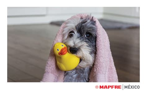 Consejos Para El Baño De Tu Mascota Blog De Seguros Mapfre