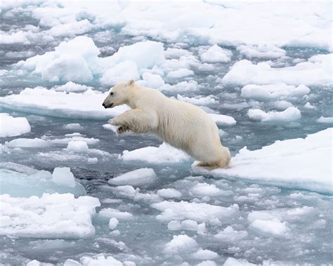 Tierlexikon: Eisbär – WWF Panda Club