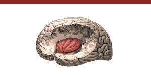 Cerebro Neoc Rtex Qu Es Partes Y Funciones