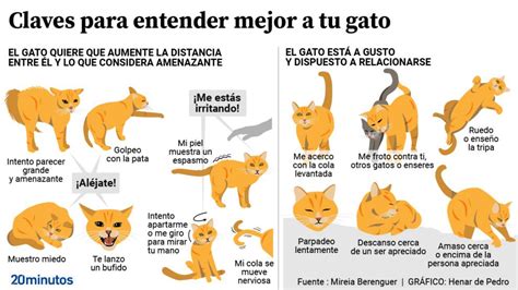 Los Gatos Nos Hablan Con Su Cuerpo Las Claves Para Aprender A