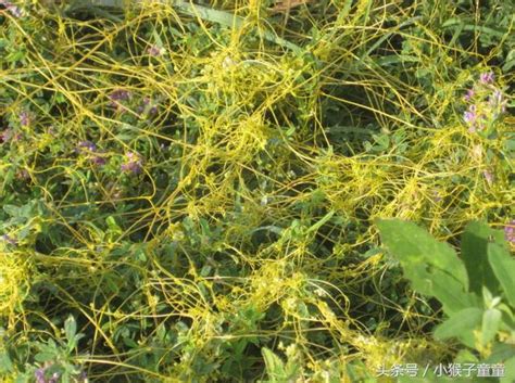 農村這種野草，沒有根，能壯陽幾百塊錢一斤 每日頭條