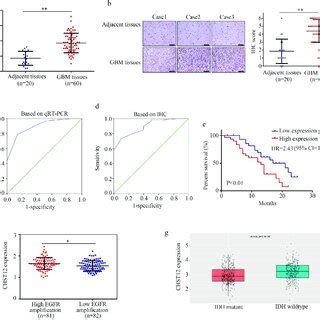 Chst Was Upregulated In Gbm Tissues A Qrt Pcr Was Used To Detect