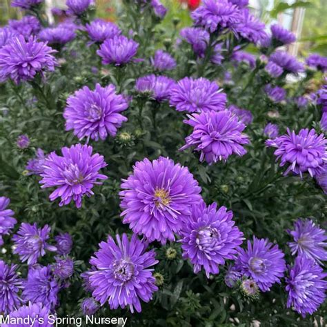 Assorted Fall Annual Aster Mandy Spring Farm Nursery Inc