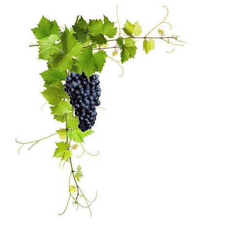 Best Grapes On Vine Stock Photos Pictures And Royalty Free Images Istock