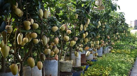 Mango variety / Mango cultivation in Bangladesh - NewResultBD.Com