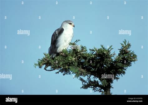 Black Shouldered Kite Elanus Caeruleus Kenya Stock Photo Alamy