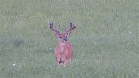 Trophy Buck In Velvet With Double Split Brow Tines Youtube