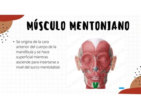 Músculos de la expresión facial y de la masticación humanos PPT