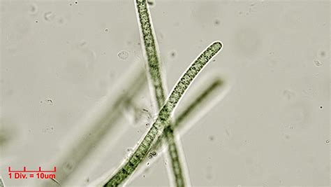 ./Cyanobacteria/Oscillatoriales/Oscillatoriaceae/Phormidium/subuliforme/phormidium-subuliforme ...