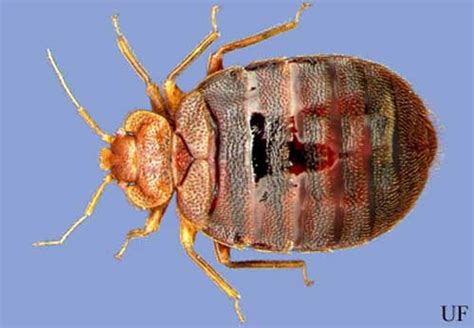 Bed Bug Cimex Lectularius Linnaeus