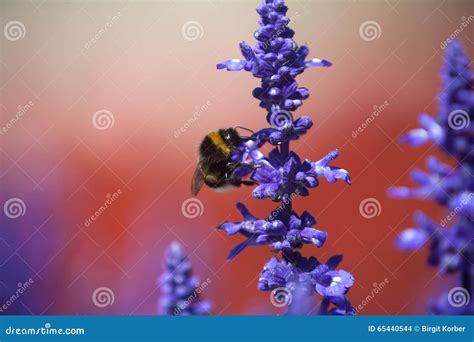 Closeup Of A Bumblebee In A Field Of Purple Salvia Stock Photo Image