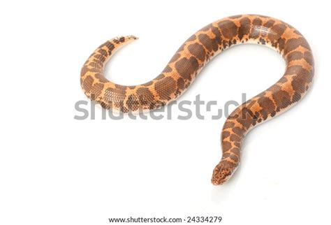 Kenyan Sand Boa Eryx Colubrinus Isolated Stock Photo 24334279