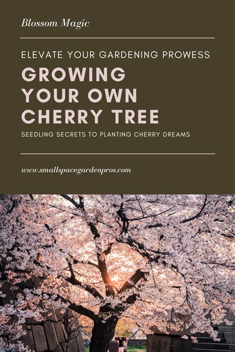 How To Grow A Cherry Tree From Seed Expert Guide To Blossom Magic