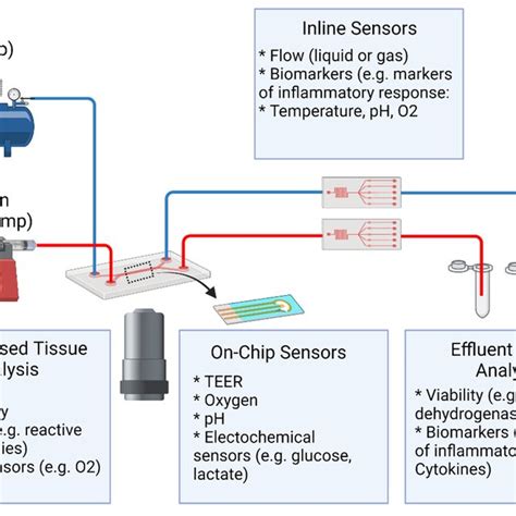 Readouts from Lung-On-A-Chip Devices. Lung-on-a-chip technologies allow... | Download Scientific ...