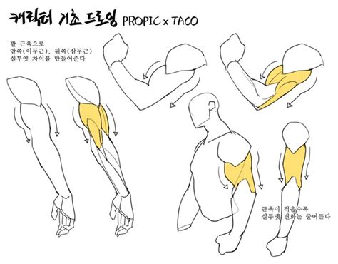 타코작가 On Twitter 팔 해부학 그림 레퍼런스 드로잉 강좌