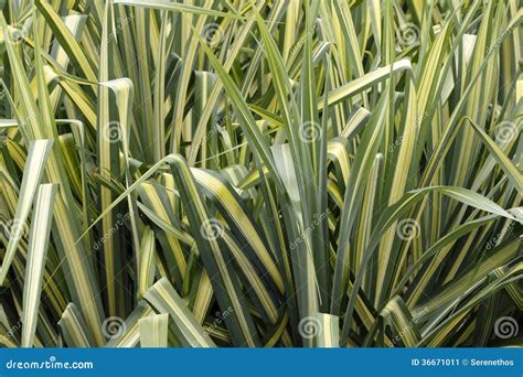 Variegated Sedge Grass Stock Image Image Of Leaf Garden 36671011