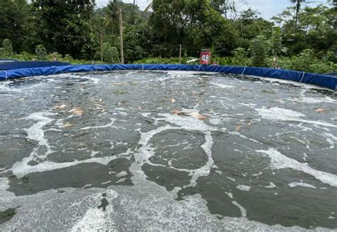 Aerator Kolam Ikan Nila Fungsi Manfaat PakanPabrik