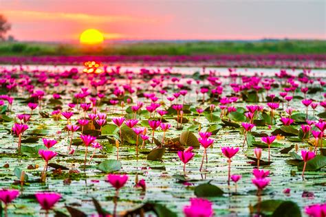 Pink Lotus Lake CNN Travelers Top 15 Most Unique Lakes In The World