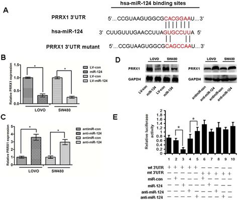 PRRX1 Is A Direct Target Of MiR 124 A The Predicted Binding