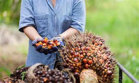 Pupuk Sawit Yang Bagus Untuk Buah Tingkatkan Kualitas Sawit