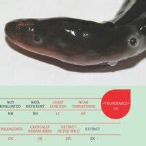 Swamp Eel (Monopterus indicus) habitat | Download Scientific Diagram