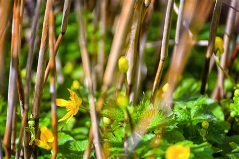 Flowers Reed Bokeh - Free photo on Pixabay