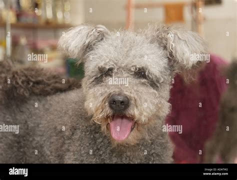 Hungarian Pumi sheepdog at the grooming parlour Stock Photo - Alamy