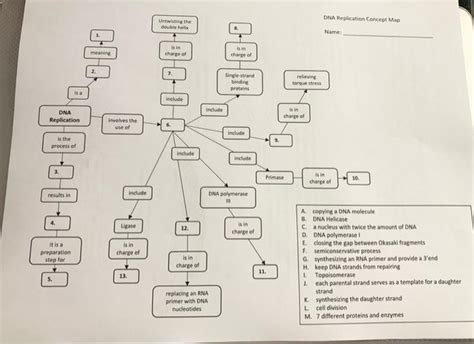 Solved Dna Replication Concept Map Untwisting The Double