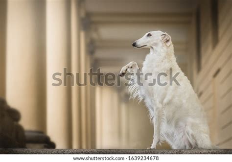 Elegant Russian White Borzoi Dog库存照片1639234678 Shutterstock