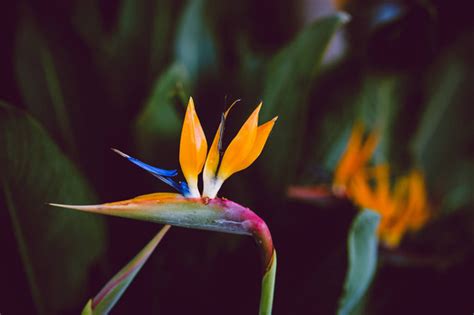 Bird Of Paradise Crane Flower Free Stock Photos Images And Pictures