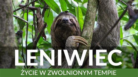 LENIWIEC życie w zwolnionym tempie Poznaj supermoce leniwca