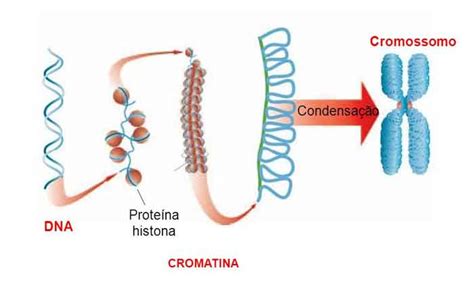 Descreva A Estrutura Da Mol Cula De Dna V Rias Estruturas