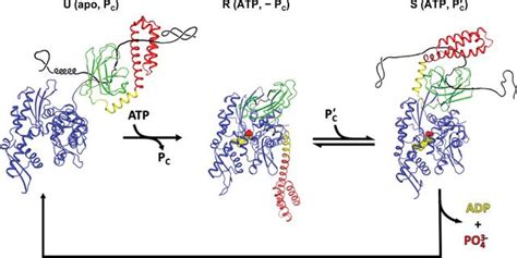 Iucr Intermediates In Allosteric Equilibria Of Dnakatp Interactions