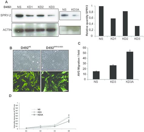 Spry2 Knockdown In D492 Breast Epithelial Stem Cell Line A D492 Cells Download Scientific