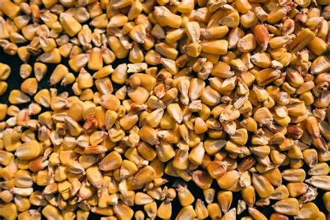 Usgc Releases Corn Export Cargo Quality Report The Fan