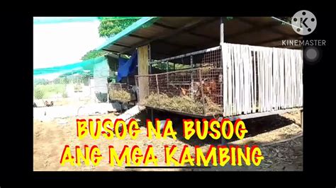 BUSOG NA BUSOG ANG MGA KAMBING YouTube