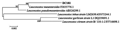 Biotransformation of Ginsenoside Rb1 to Prosapogenins, Gypenoside XVII ... 