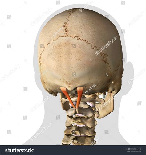 Male Rectus Capitis Posterior Major Neck Stock Illustration 1933335746 Shutterstock